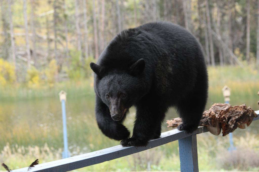Lac Le Jeune Resort & Nature Centre カムループス エクステリア 写真