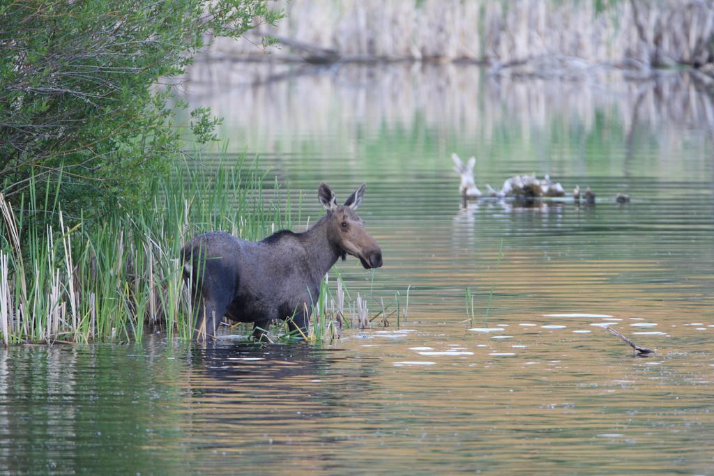 Lac Le Jeune Resort & Nature Centre カムループス エクステリア 写真