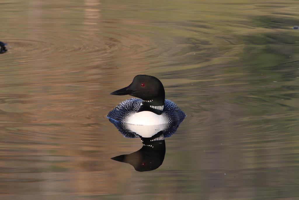Lac Le Jeune Resort & Nature Centre カムループス エクステリア 写真